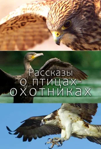 Рассказы о птицах-охотниках (2011) онлайн бесплатно